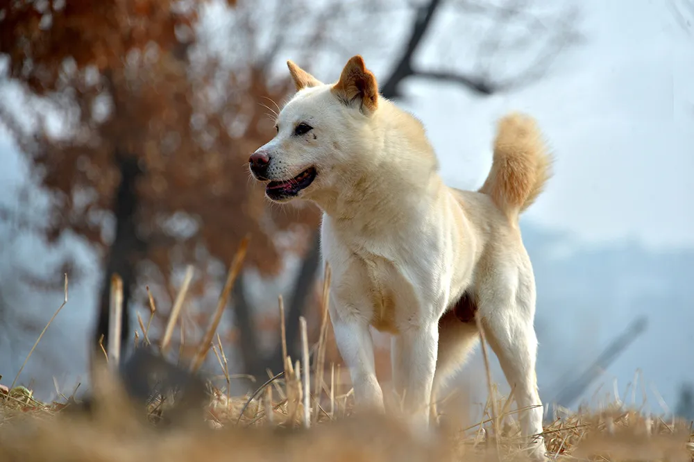 Pungsan Dog